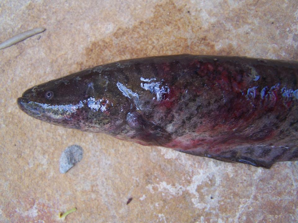 FIGURE 1 FIGURE 1